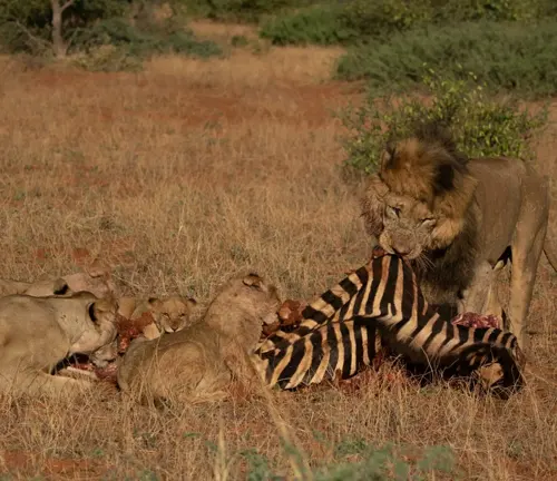 The "Northeast Congo Lion" feasting on a zebra in the wild, showcasing the circle of life in the untamed Northeast Congo.