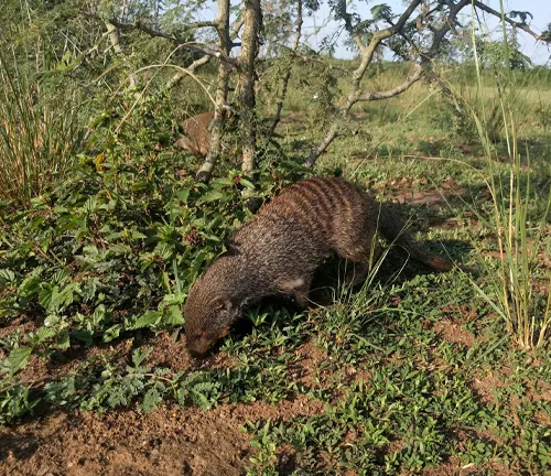 A large animal, the Egyptian mongoose, walks through the grass while employing efficient foraging techniques.