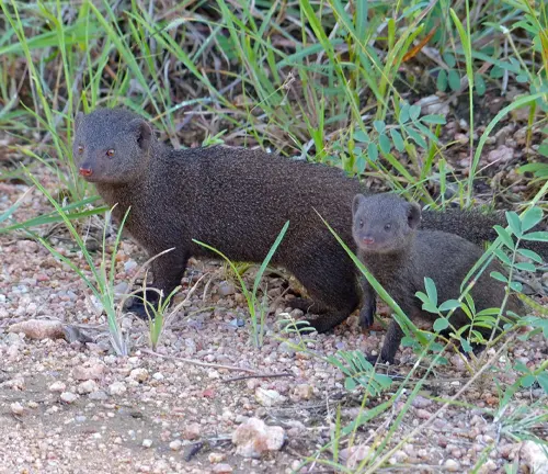 Angolan Dwarf Mongoose