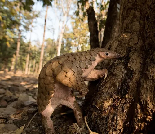 A pangolin stands near a tree on the ground. It plays a vital role in the ecosystem as an Indian Pangolin.