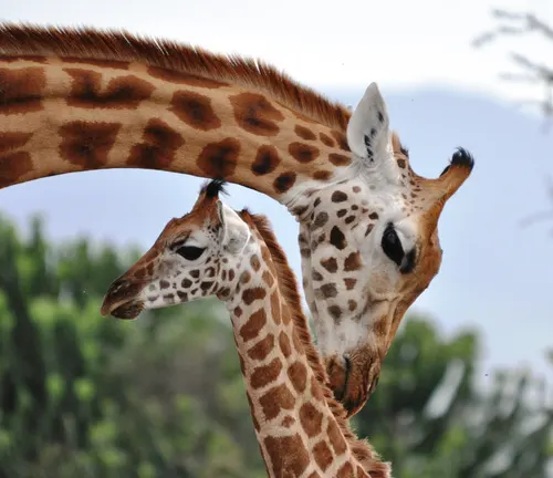  A mother giraffe and her baby, showcasing the bond between them. Offspring Care: Giraffe.