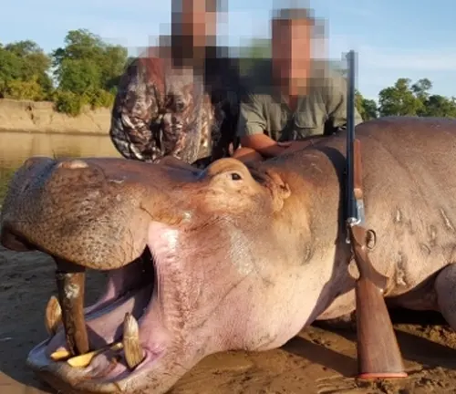 Human-Wildlife Conflict  "hippopotamus"