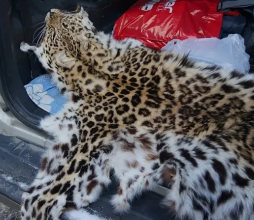 A majestic Amur leopard resting in the back of a car, highlighting the unfortunate reality of poaching.