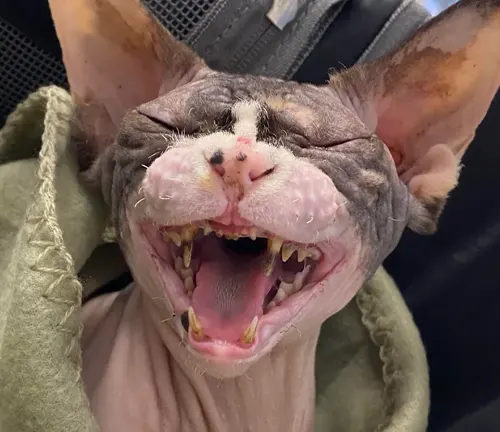 "Sphynx cat displaying dental problems, mouth open, teeth visible."