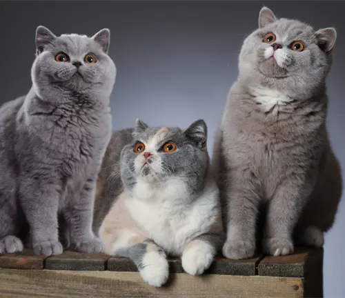 Three British Shorthair cats sitting together on a wooden box, engaging in socialization.