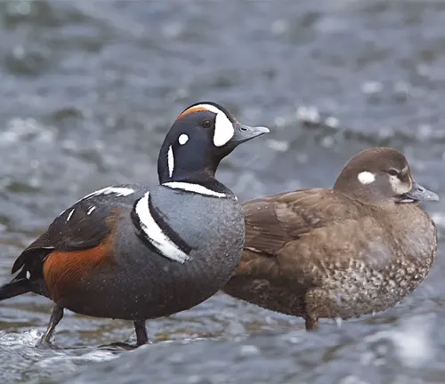Two Harlequin Ducks standing together in water, engaging in courtship and pair bonding.