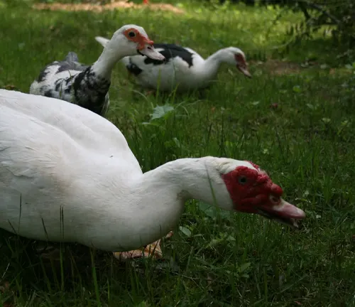 Ducks grazing in grass, assisting with weed management. Muscovy Duck breed.