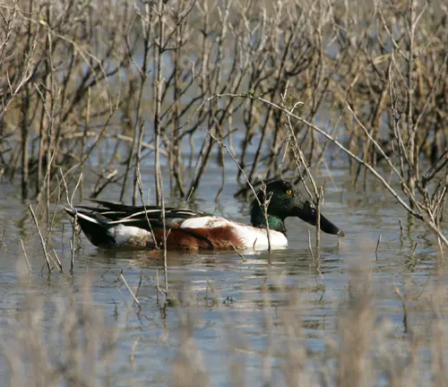 A Northern Shoveler duck swims in water near tall grass at a stopover site.
