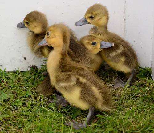 A group of adorable ducklings following a Chick Rearing Spur-winged Goose.