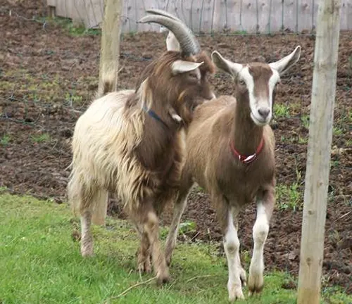 Two Toggenburg goats standing side by side in a grassy field, a result of selective breeding practices.