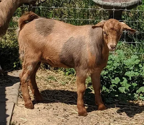 A goat from the Fainting Goat breed beside a fence in a field.