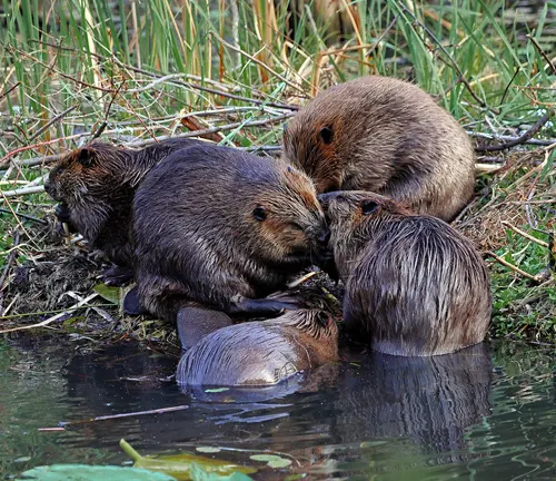 Photograph of a North American beaver family,  showcasing their social structure.