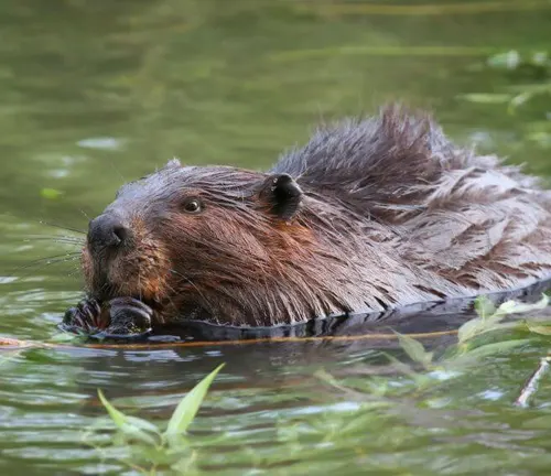 Eurasian Beaver grooming its young near a river.