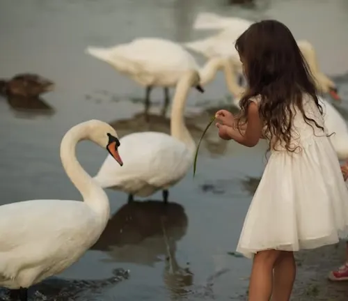 Two little girls happily feeding swans at the lake, showcasing a delightful interaction between humans and mute swans.