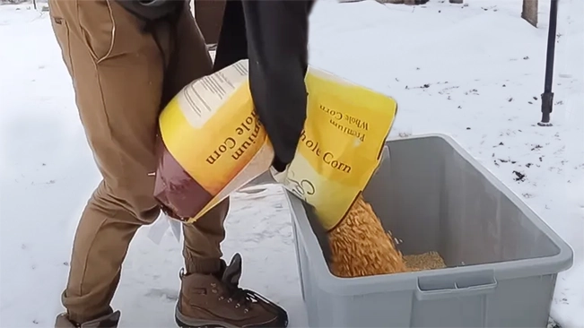 A person empties a sack of whole corn into a large plastic bin on a snowy ground.