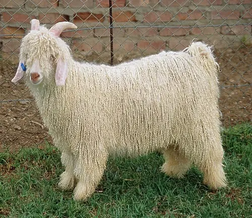 Turkish Angora Goat