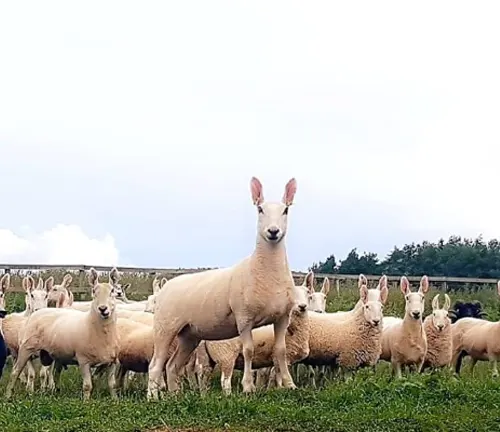 Border Leicester Sheep: A breed known for its excellent breeding and care.