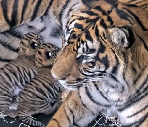 A Bengal tiger rests protectively on its cubs, showcasing maternal care.