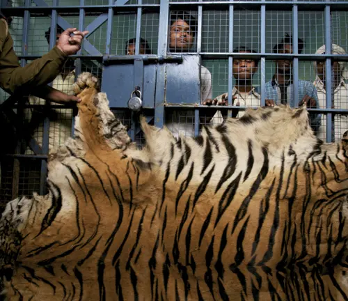 A captive Indochinese Tiger held in a cage, surrounded by a crowd of people, highlighting the issue of illegal poaching.