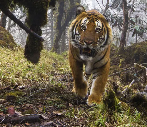 A majestic Malayan tiger strolls through the rain-drenched woods, emphasizing the need for habitat protection and restoration.
