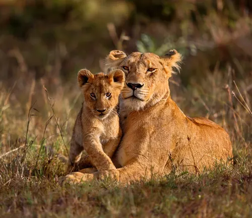 A lioness and her cubs in Serengeti National Park, Kenya. Protected habitat for the "Northeast Congo Lion".