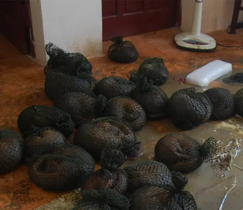 A pile of black and white balls scattered on the floor, resembling a "Black-bellied Pangolin".