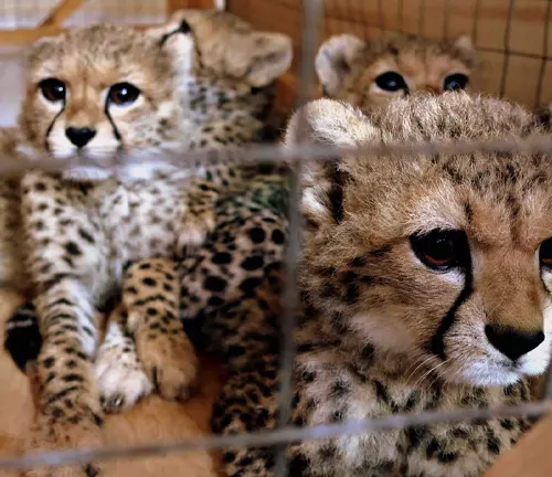 Endangered Southeast African cheetahs raise awareness about poaching and illegal wildlife trade.