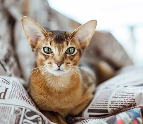 Abyssinian cat perched on a newspaper, serving as a family pet.
