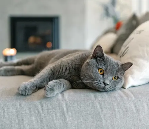A British Shorthair cat peacefully rests on a couch in front of a cozy fireplace in an ideal home setup.