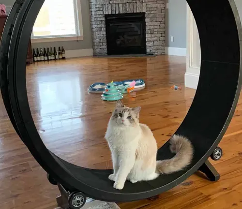 A Ragdoll cat sitting in a wheel on a hardwood floor, engaged in exercise.