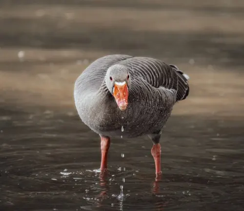 A Greylag Goose standing in water with its head down.