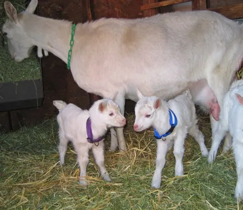 A Saanen goat mother with her two adorable baby goats, showcasing the beauty of breeding.