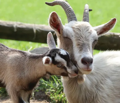 Care provided to Toggenburg Goat during pregnancy and after birth.