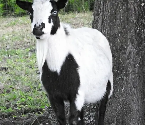Fainting Goat