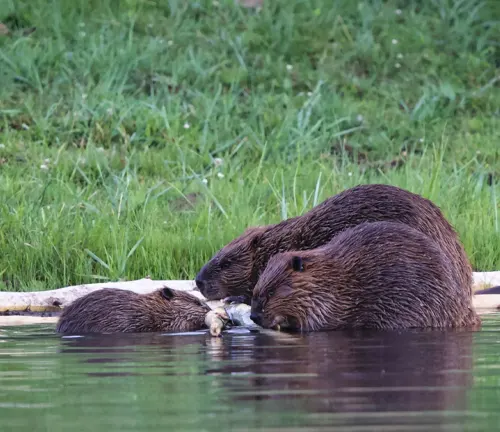 Three North American beavers drinking water together, showcasing their social structure in their natural habitat.