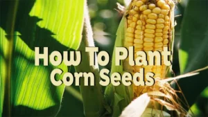 how to plant corn seeds