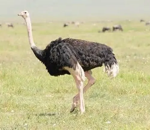 Arabian Ostrich