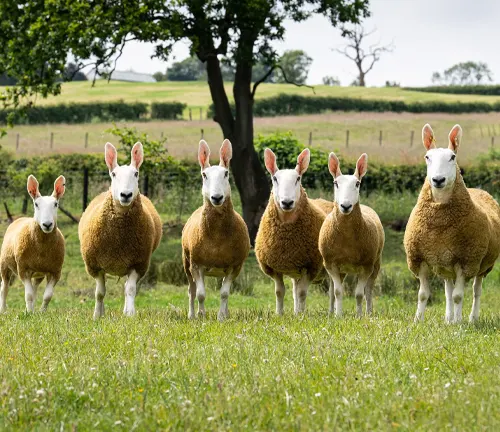 A group of Border Leicester sheep standing in a field, showcasing their breeding and care.