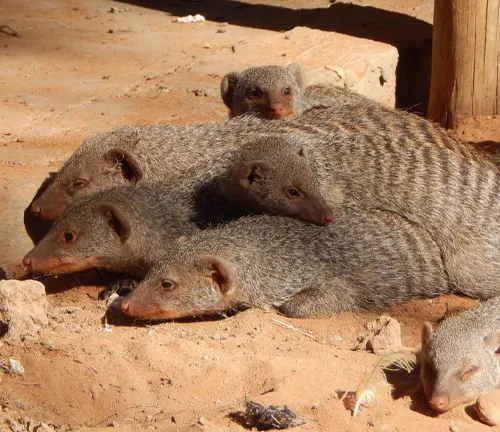 A group of small animals laying on the ground, showcasing territorial behavior of the Egyptian Mongoose.