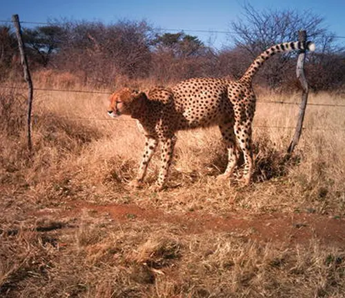 A Southeast African cheetah stands near a fence in the grass, highlighting the issue of habitat loss and fragmentation.