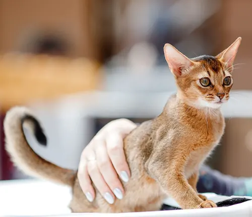 A family's Abyssinian cat sitting on a table, cradled in a person's hands.