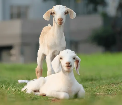 Two adorable baby goats, of the "Saanen Goat" breed, sitting peacefully on the lush green grass.