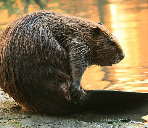 A North American beaver slaps its tail on the water's surface.