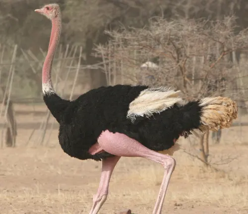 North African Ostrich