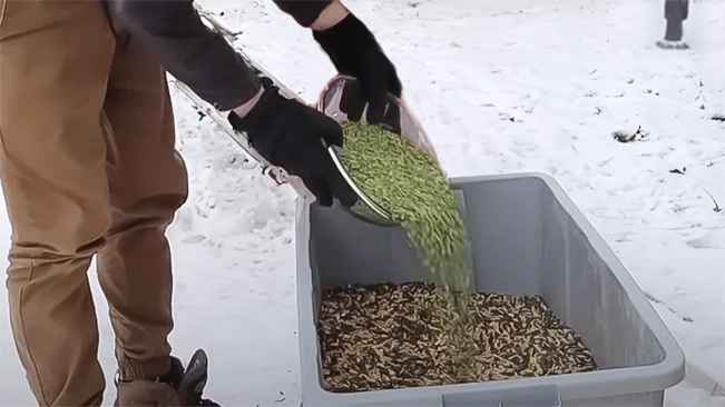 A person with gloves is pouring green peas into a storage bin over snow-covered ground.
