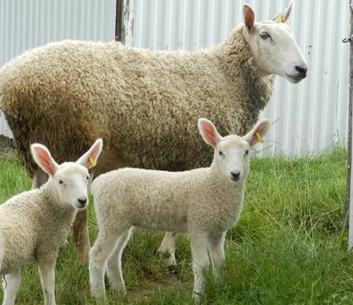 A sheep and two lambs peacefully standing on green grass. Learn about breeding and care of Border Leicester sheep.