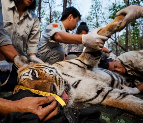 A Malayan tiger being measured by individuals in the woods as part of Community Engagement and Education.