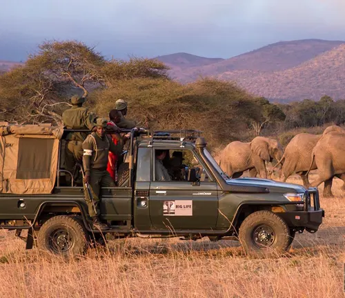 Safari in Tanzania and Kenya's Serengeti, highlighting anti-poaching efforts for the "Northeast Congo Lion."