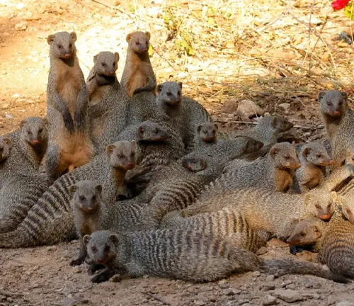 A group of mongooses sitting on the ground, displaying parental care in the form of the "Egyptian Mongoose."
