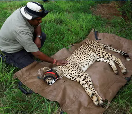 A man caresses a cheetah on the ground. Research and Monitoring of Southeast African Cheetah.
